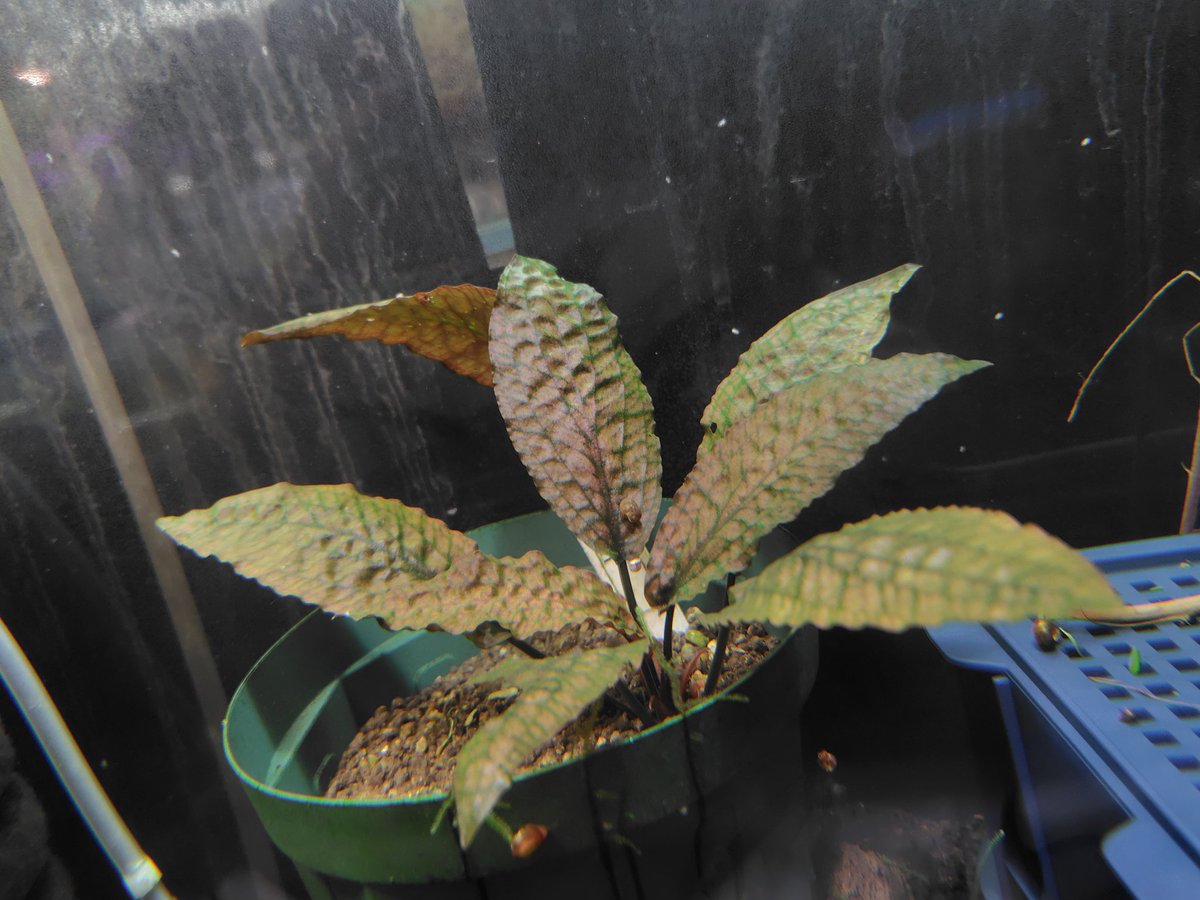 AQUA FORTUNE tweet media