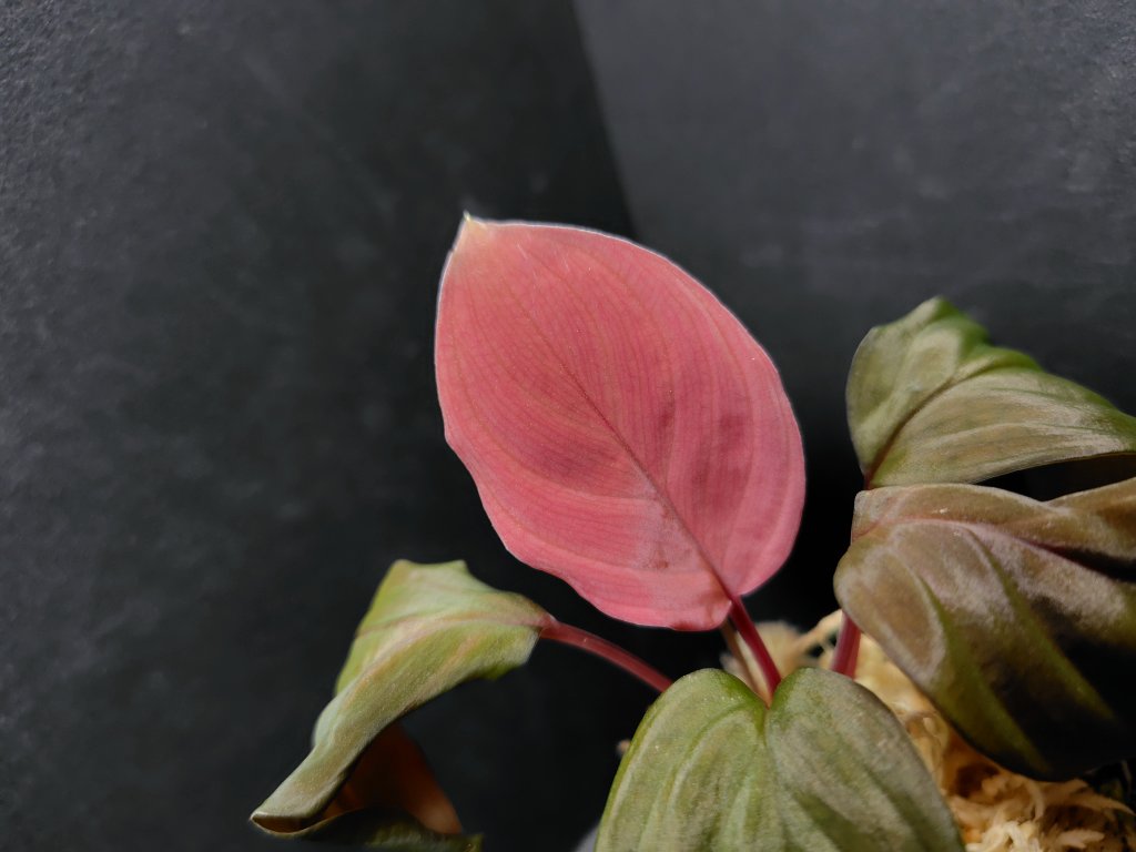 AQUA FORTUNE tweet media