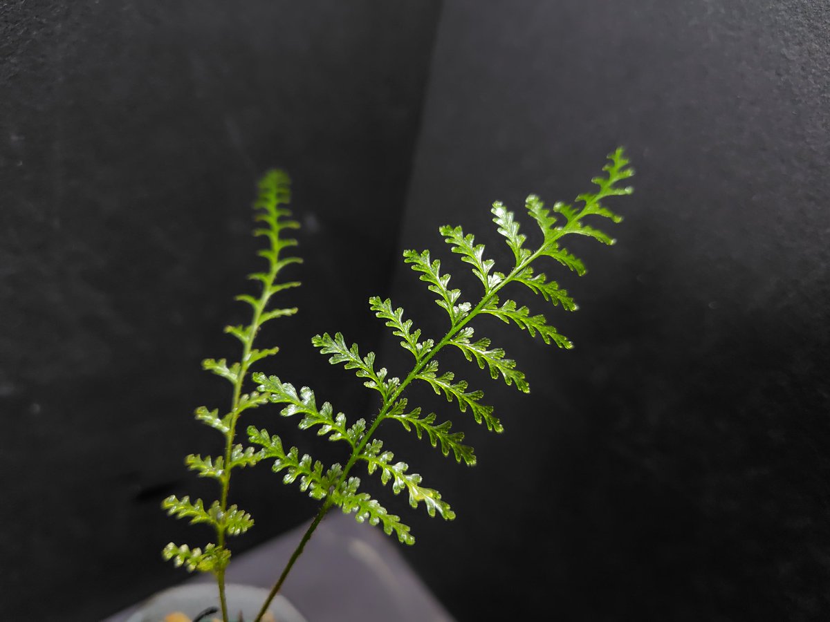 AQUA FORTUNE tweet media