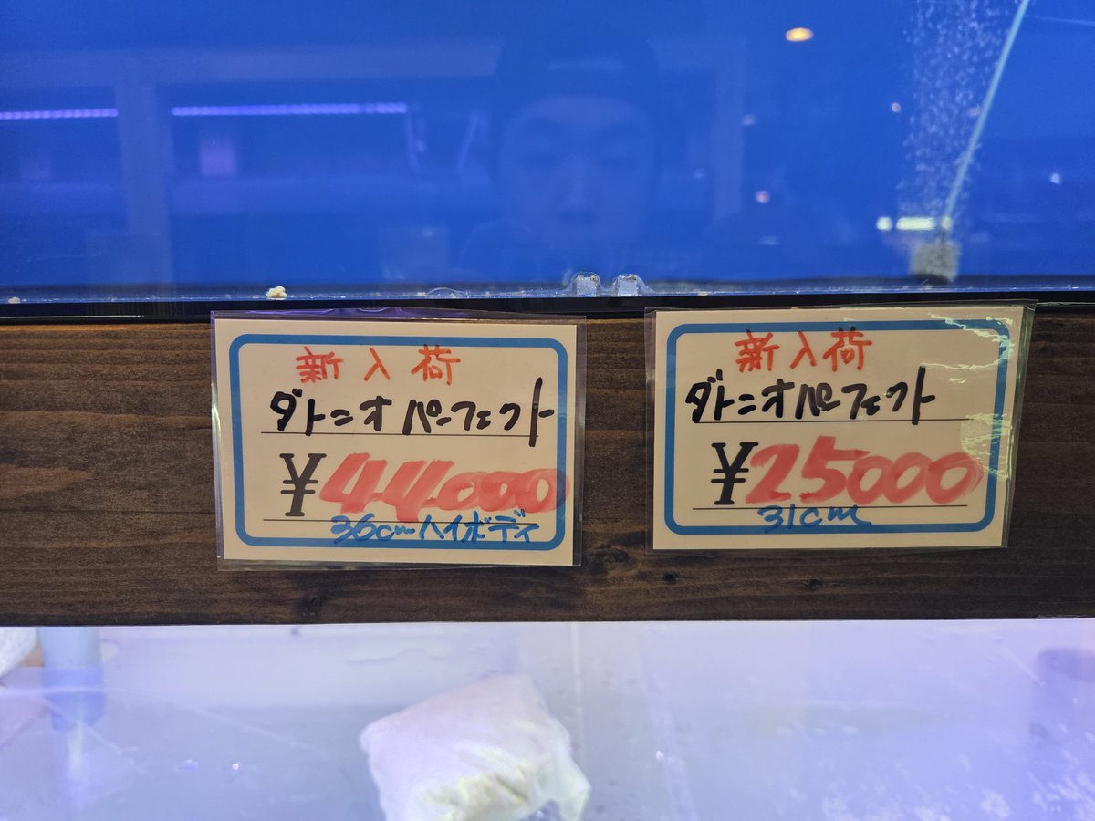 nishiken_aquas's tweet photo. ダトニオパーフェクトバンド2匹買い取りました！36cmと31cm！どちらも混泳による鰭裂けありです。発送不可❌

36cmハイボディイエロー！￥44000円。
31cmパーフェクト￥25000円です‼️ https://t.co/3PrIfbA2ls