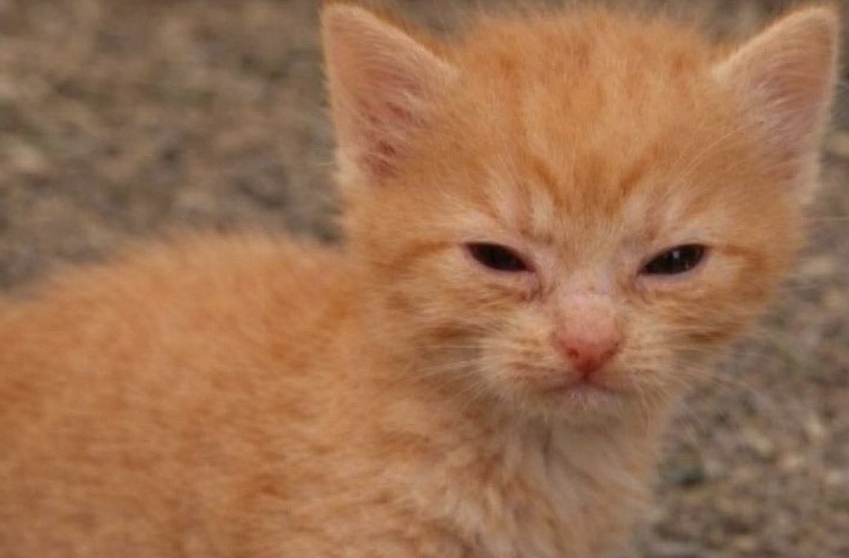 Weapon 𝕏 tweet media