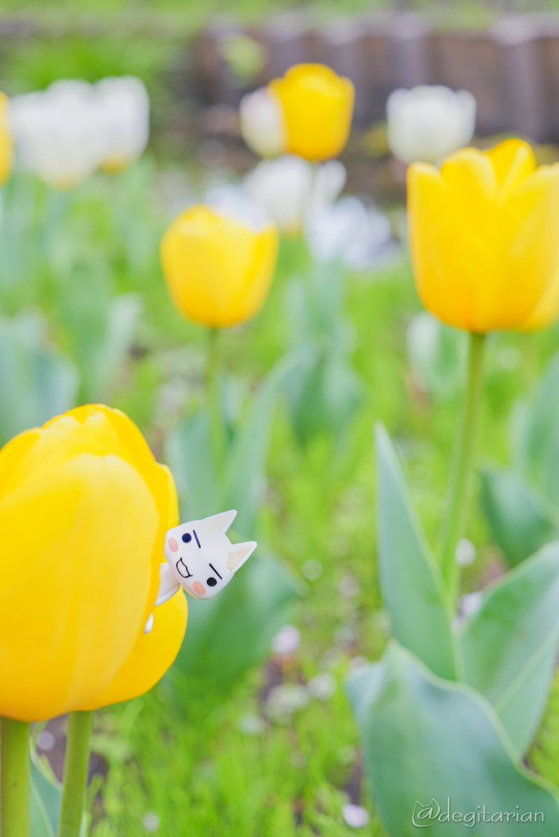 あやねこ tweet media