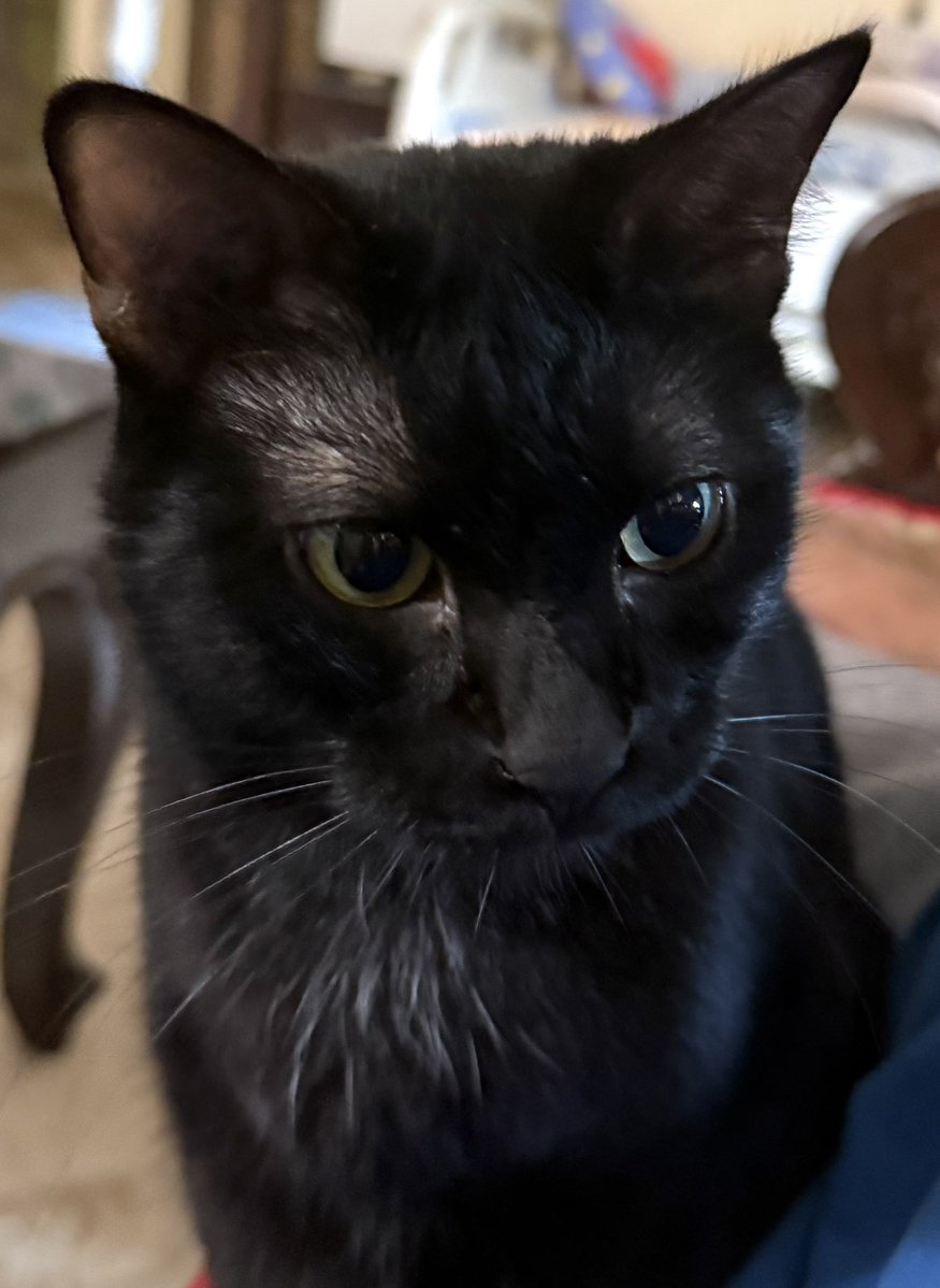 イカロス ICARUS tweet media