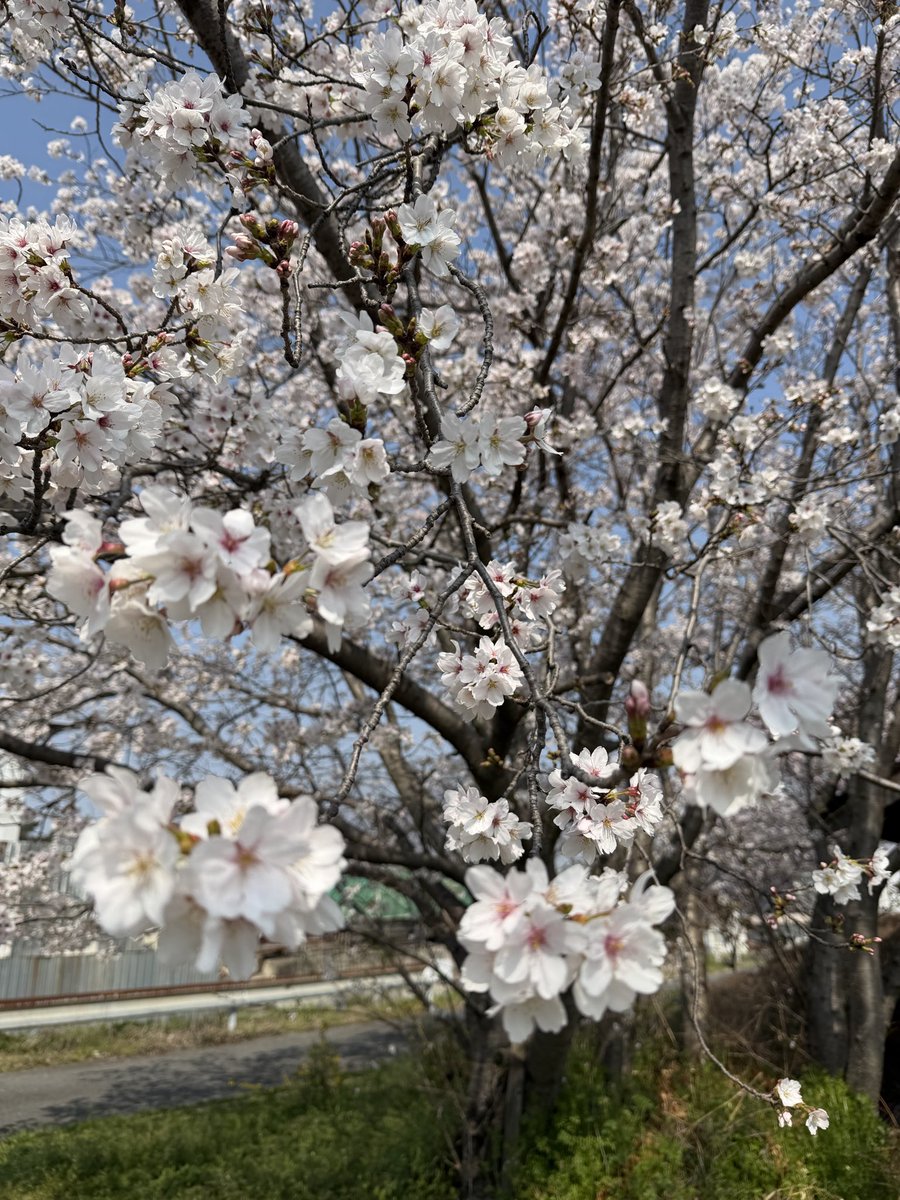 ポッポ tweet media