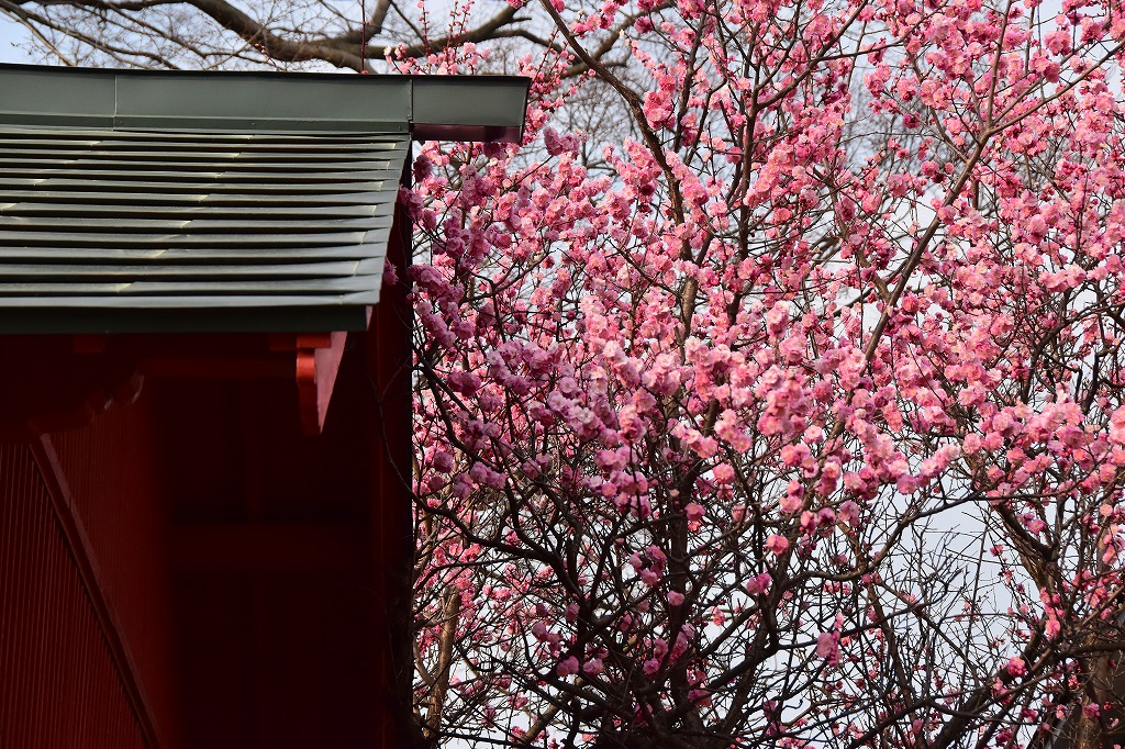 shimu＠僕の歩く町 tweet media