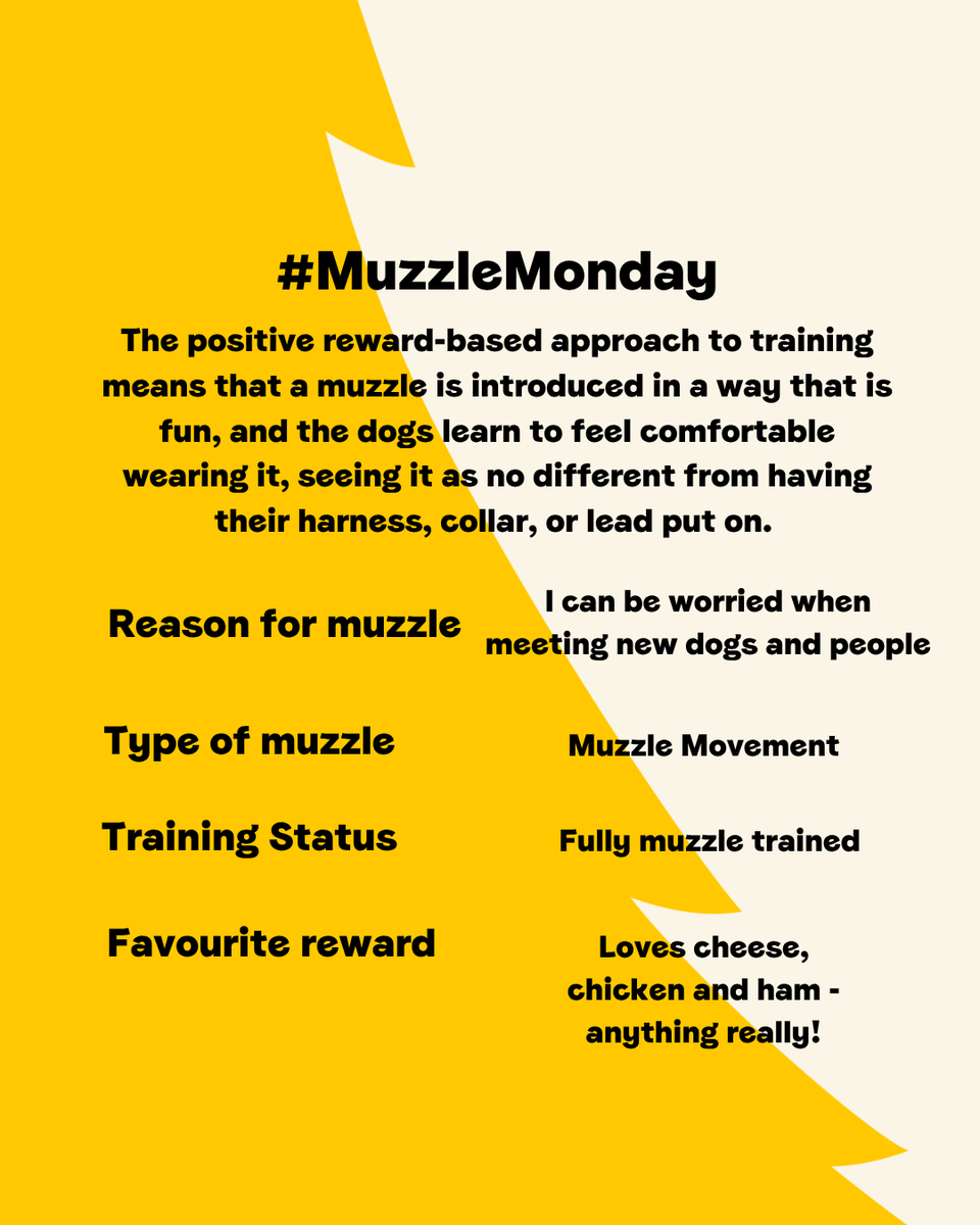 DTCardiff's tweet photo. πΎ #MuzzleMonday Spotlight on Pepsi! A loving, clever, and playful girl whoβs come so far thanks to her dedicated handlers. She calmly passes dogs, stays focused, and has made many human friends. Look beyond the muzzle - sheβs a one-of-a-kind dog with a big heart πβ¨ https://t.co/pJtCdgnGpm