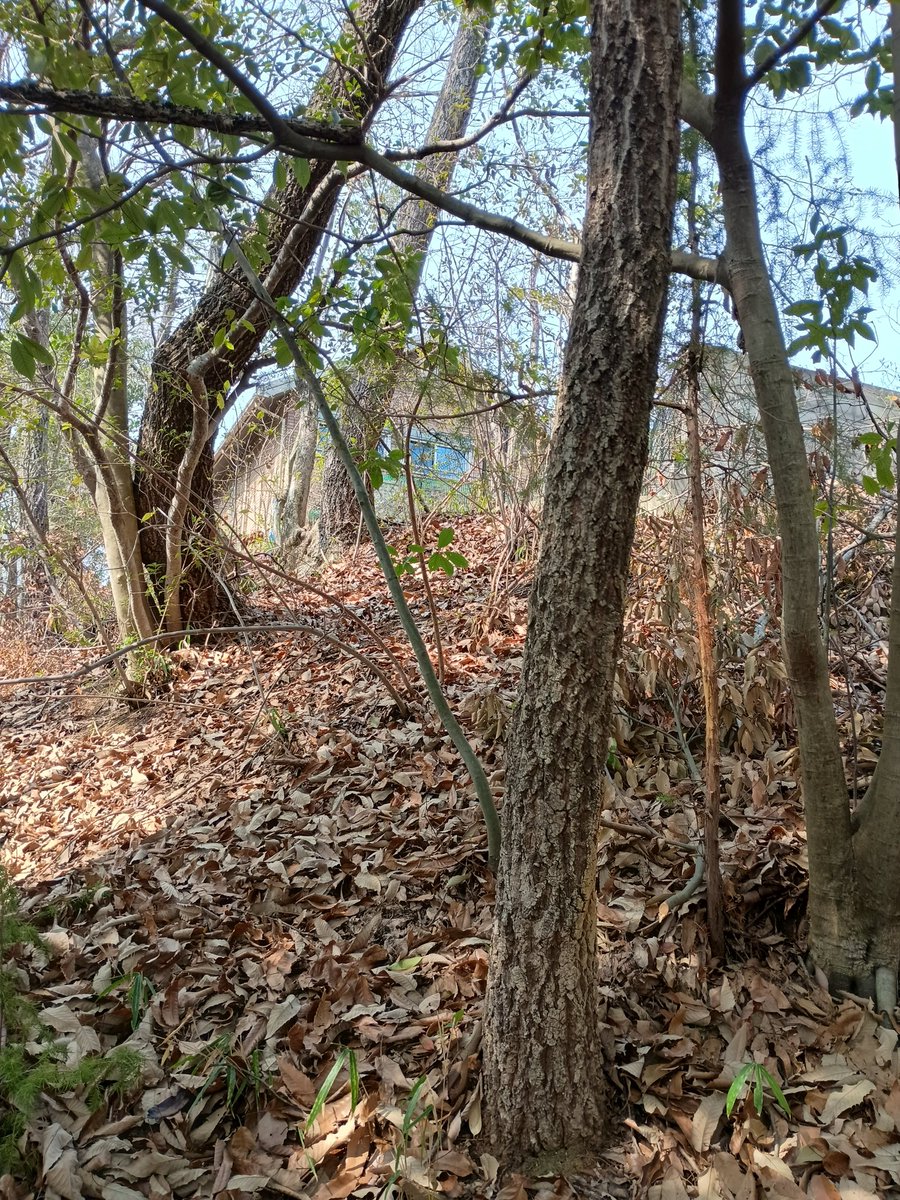 やっほー tweet media