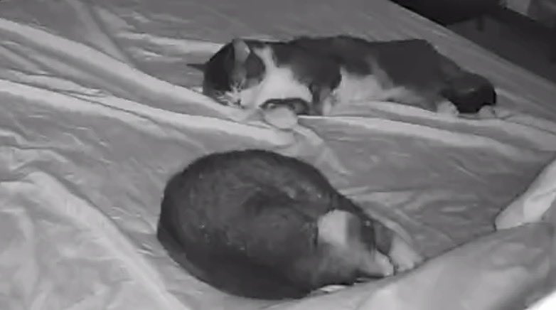 Han Sheryn tweet media