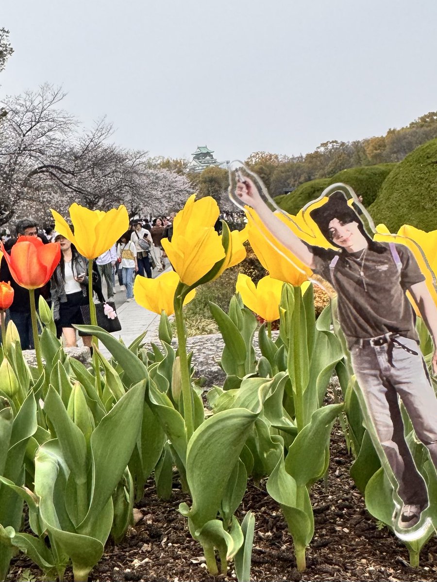 昨日の大阪城公園の桜🌸とチューリップ🌷ジュノの指差し👆は大阪城🏯✨