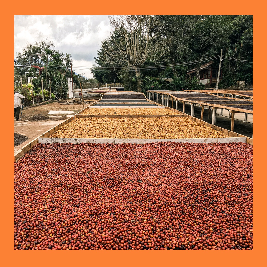 CarvetiiCoffee's tweet image. NEW coffee! Our Roaster’s Choice coffee for March has been added to our Filter line-up. With tasting notes of Orange, Apricot &amp;amp; Caramel, it's not to be missed!

Get it here: 
carvetiicoffee.co.uk/products/finca…

#coffee #coffeeroasting #filtercoffee #coffeebeans #elsalvadorcoffee #newcoffee