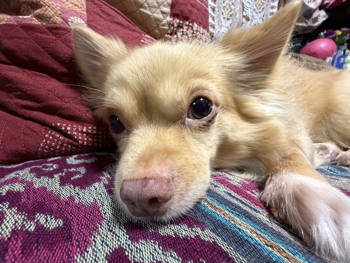 うぇるだん🐠 tweet media