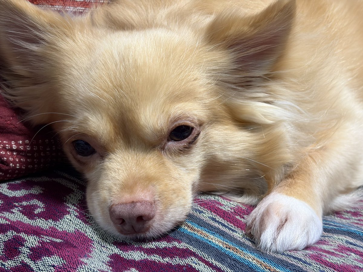 うぇるだん🐠 tweet media