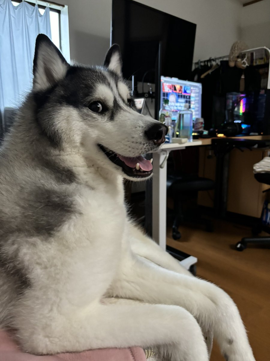 ジュノ⭐︎足長ハスキー🐺 tweet media