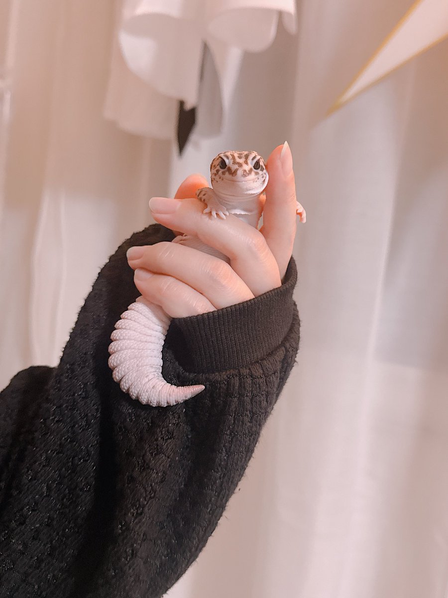 mizuiro_pokemon's tweet photo. いつだって可愛すぎる💯
#ニシアフ #ニシアフリカトカゲモドキ #fattailedgecko #fattail #爬虫類 https://t.co/qz1MbvSqRT