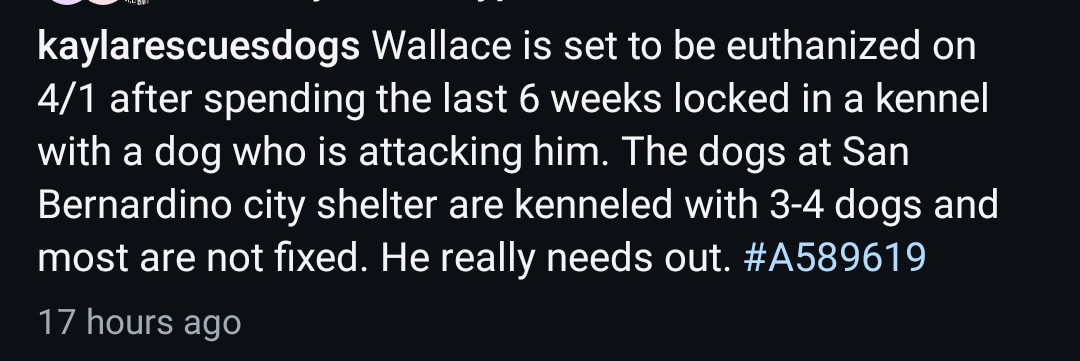 Foster a shelterpet at ZERO COST🐾 tweet media