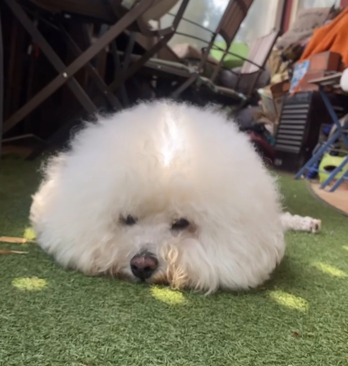 海辺暮らしのミミプリ tweet media