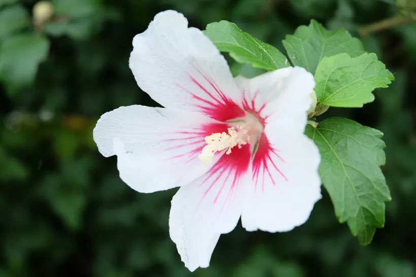 いぶき(NV350Evquit) tweet media