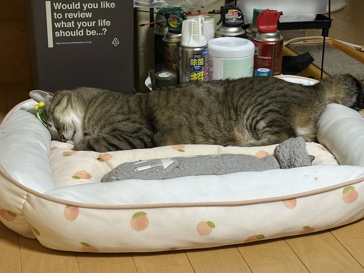 あやめ(氷・Ko-Ri) tweet media