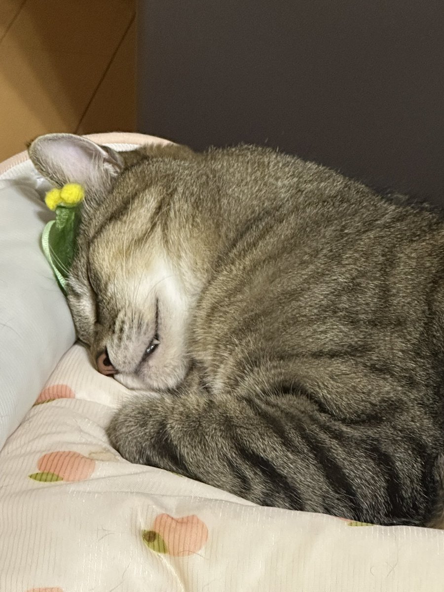 あやめ(氷・Ko-Ri) tweet media