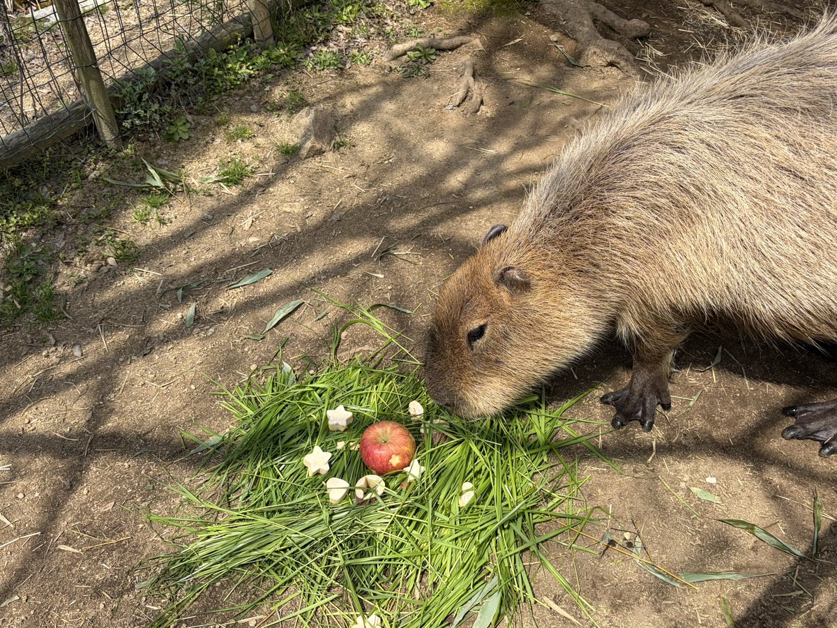 ときわ動物園（公式） tweet media