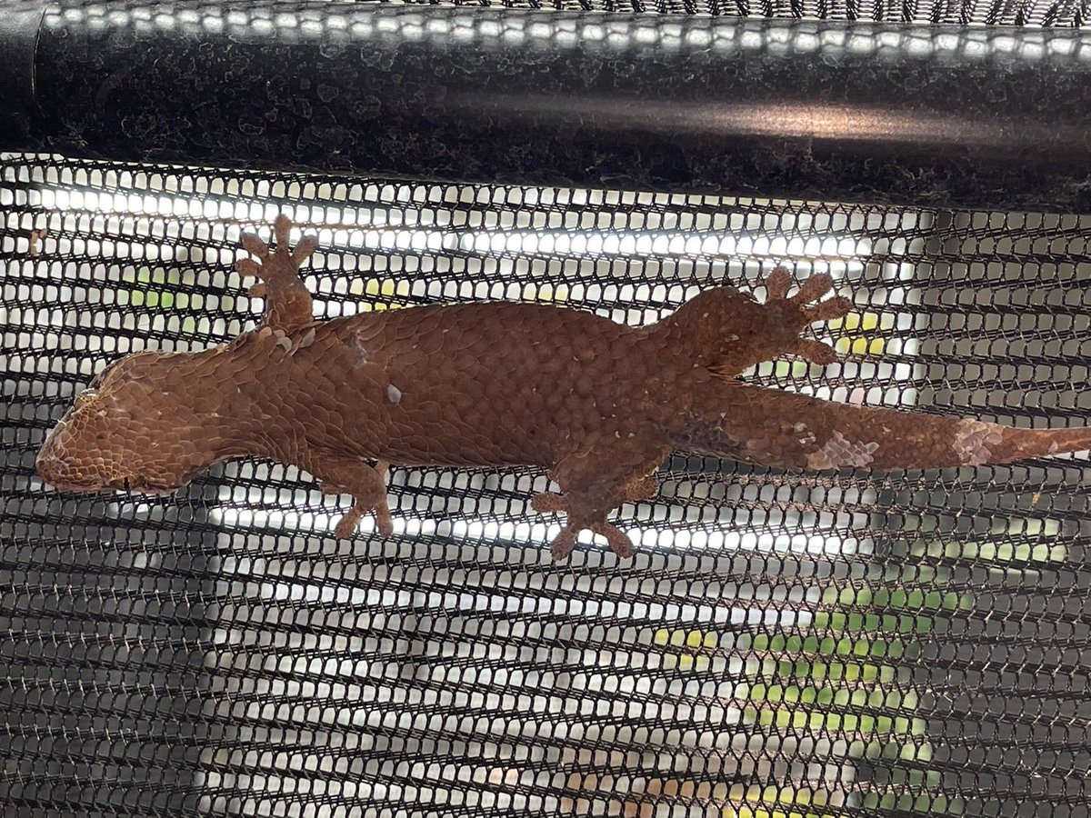 D.N.A高知店 tweet media