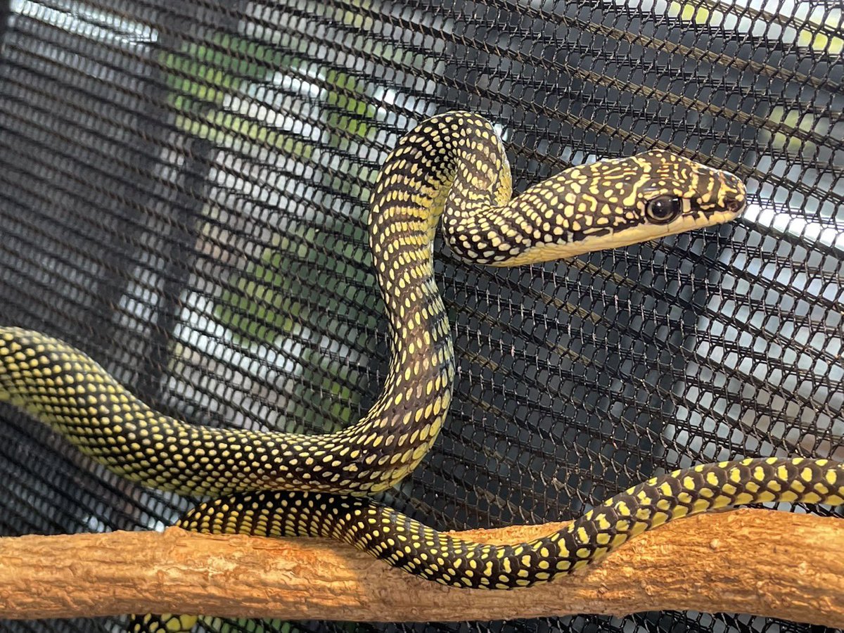 D.N.A高知店 tweet media