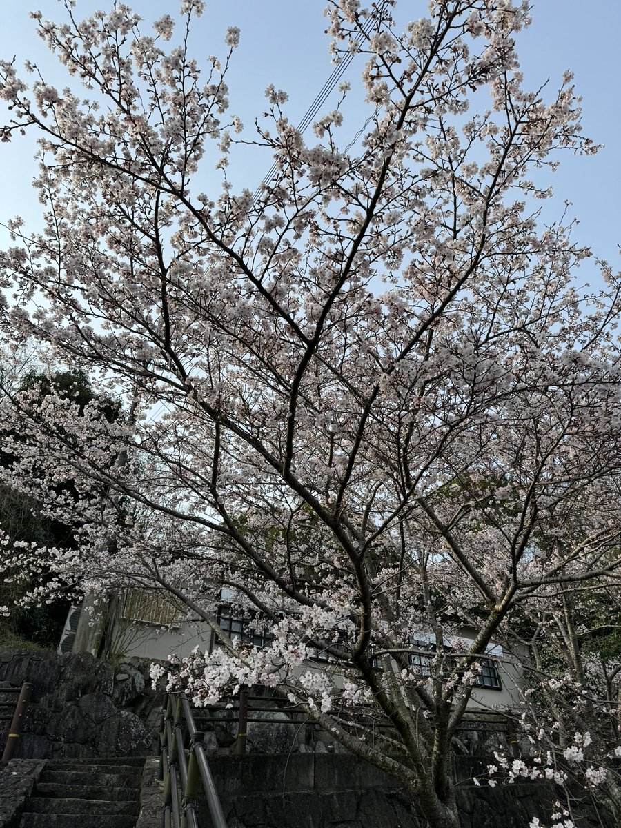 maicha_ASMRlove's tweet photo. #神楽まい

この時期恒例のやつ🌸
花粉症と気圧に負けずに元気だといいな https://t.co/IZMO0yWGQ0