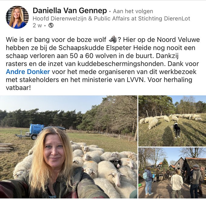 rode_kater's tweet photo. @ADnl Nederlandse boeren zouden ook hun dieren afdoende kunnen beschermen, zoals ze overigens wettelijk al verplicht zijn https://t.co/5IgFkXGxJk