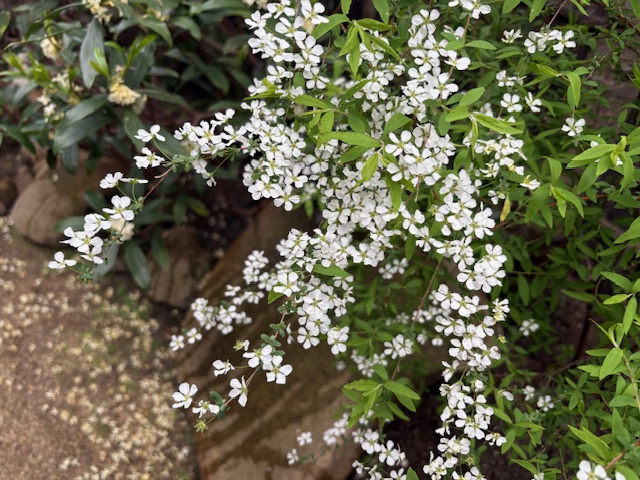 スロウな本屋 tweet media