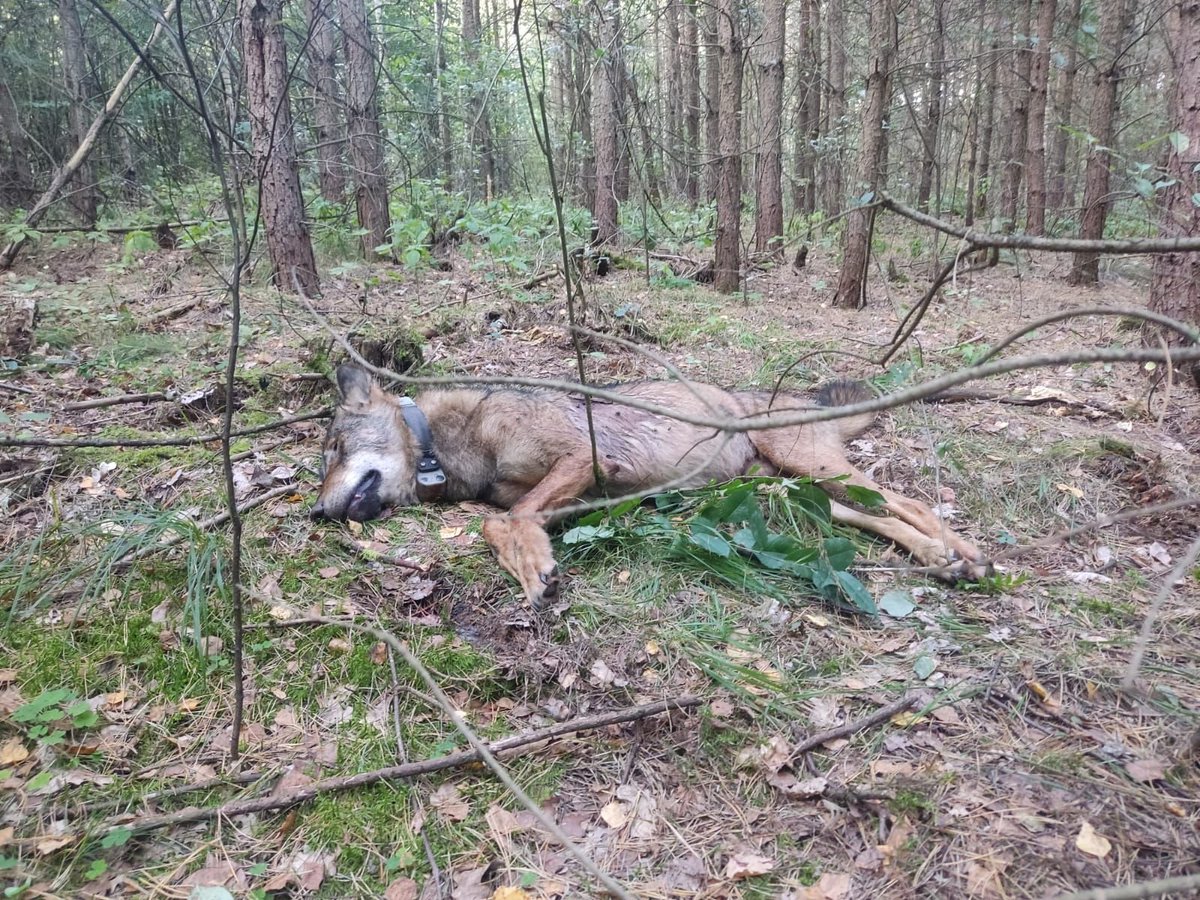Pan sędzia chce być sławny, pomóżmy mu. Myśliwy, który zastrzelił wilka Lego, został uniewinniony przez sędziego Macieja Bącala, przewodniczącego Wydziału Karnego, wiceprezesa Sądu w Starogardzie Gdańskim. Gdy zginął, Lego razem ze swoją partnerką opiekował się swoim potomstwem.