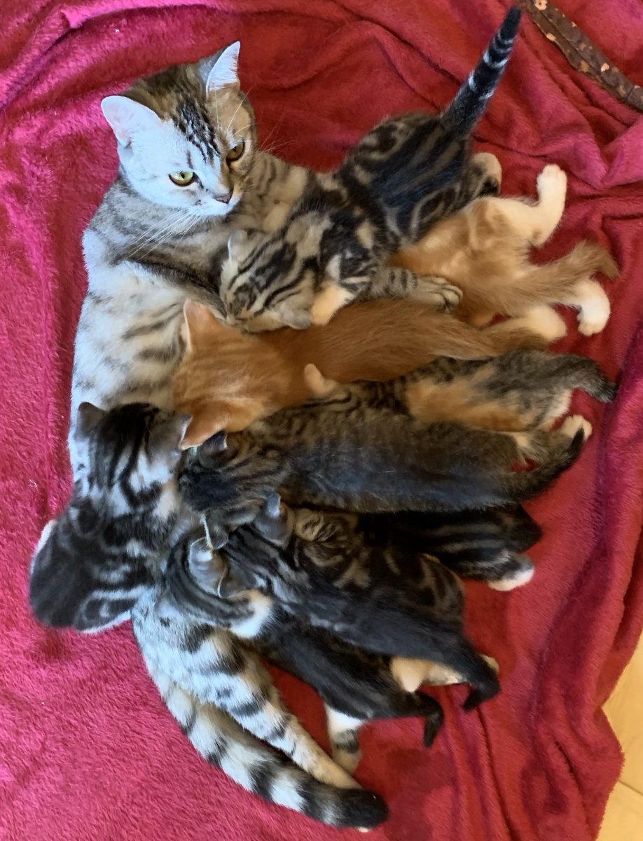 akipapa123 tweet media