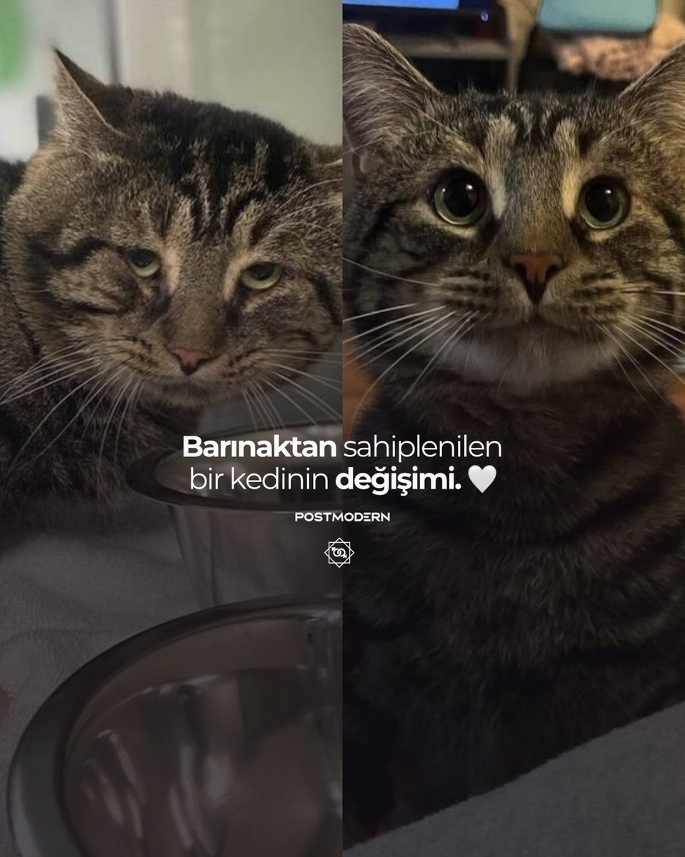 postmodern tweet media