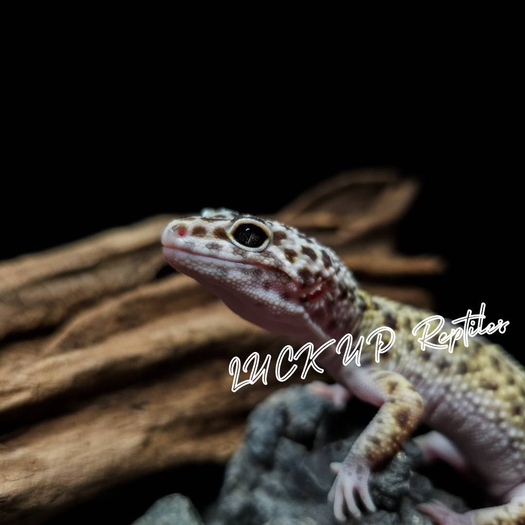 LUCK UP Reptiles🦎爬虫類ショップ🦎 tweet media