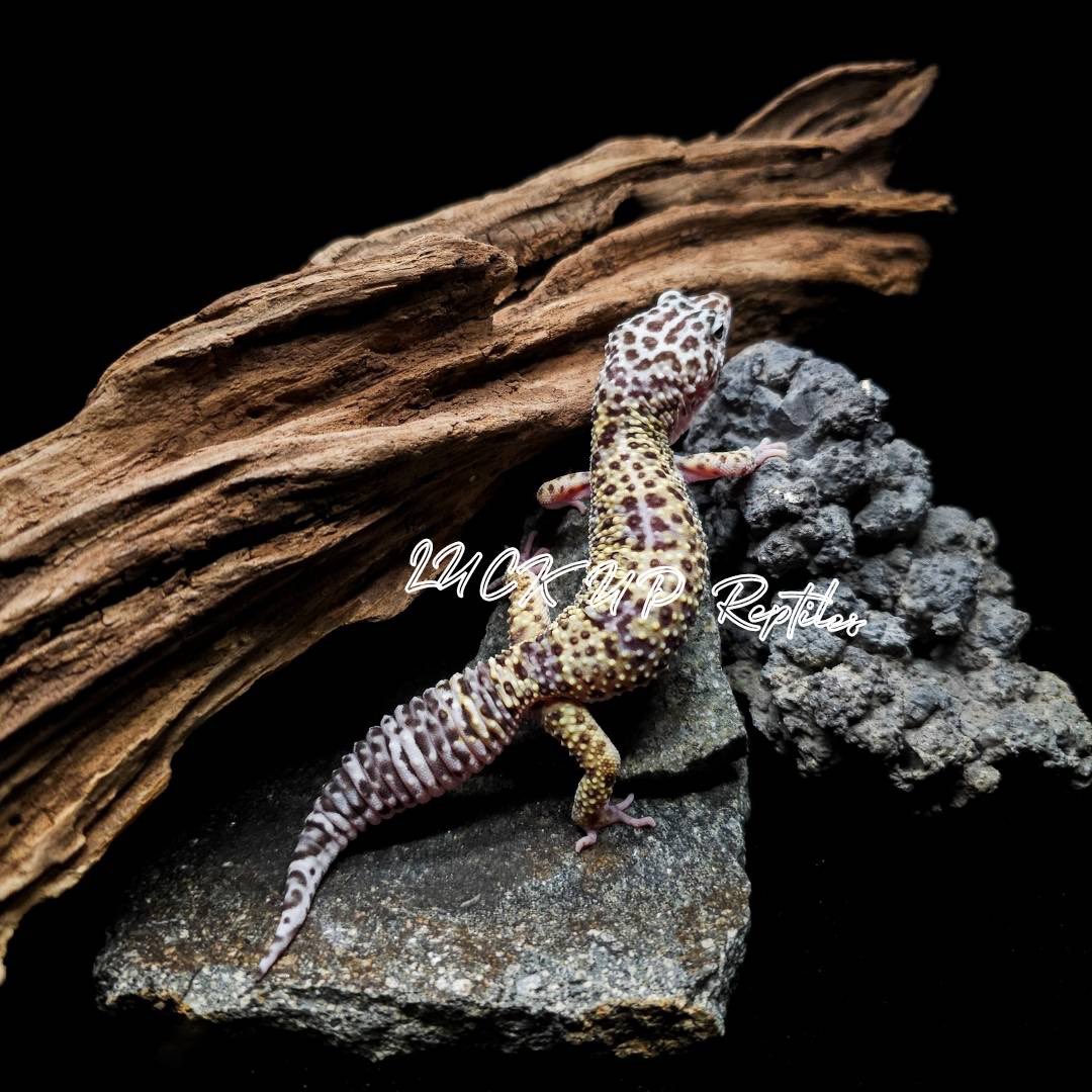 LUCK UP Reptiles🦎爬虫類ショップ🦎 tweet media