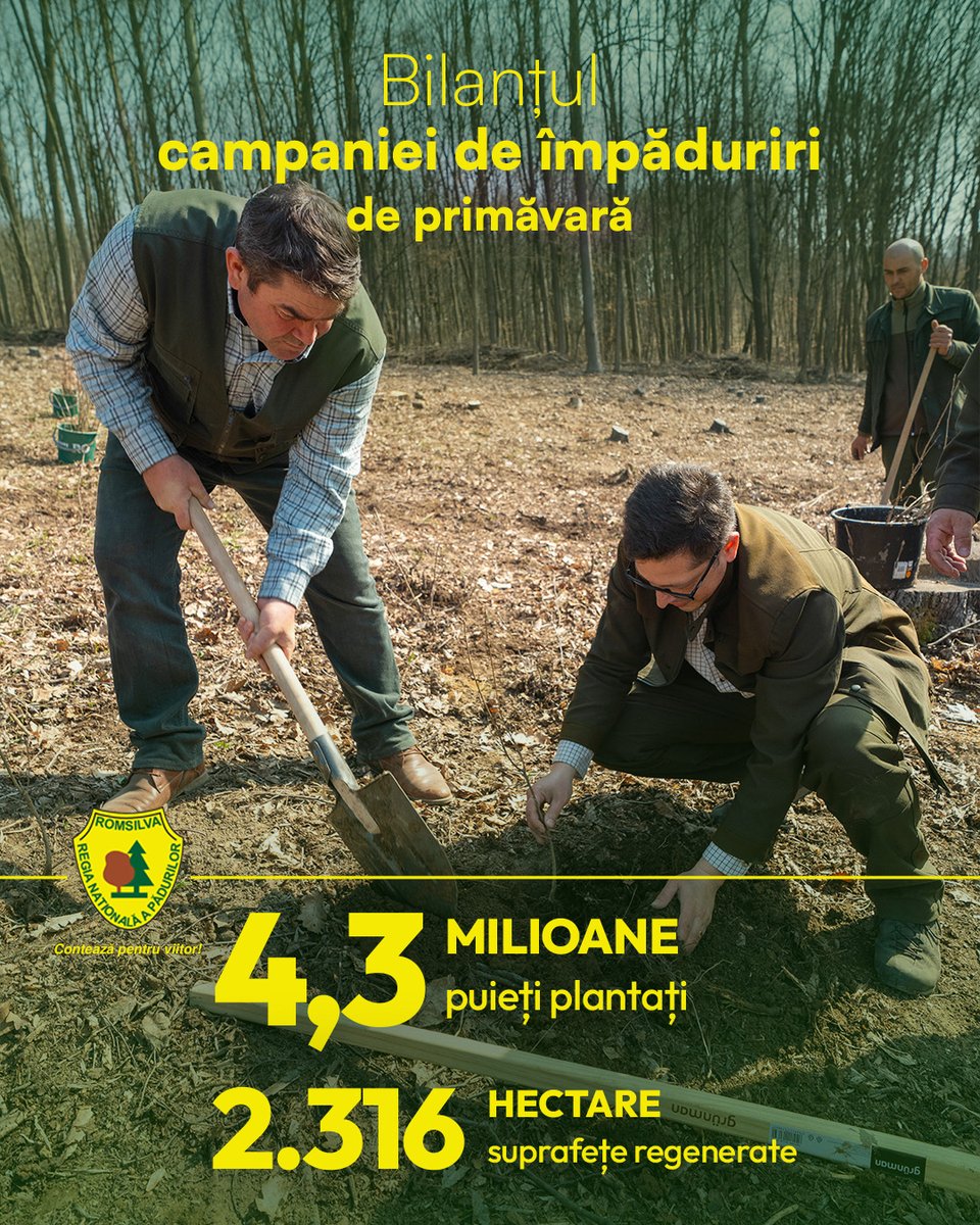 RNP_Romsilva's tweet image. 🌱Bilanț #Romsilva săptămânal al campaniei de împăduriri de primăvară:

🟢4,3 milioane puieți forestieri plantați 
🟢259 hectare împădurite 
🟢1.227 hectare regenerate natural 
🟢lucrări de refaceri pe 170 hectare  
‼️Până acum, am regenerat 1.486 hectare 

#Romania #forestry