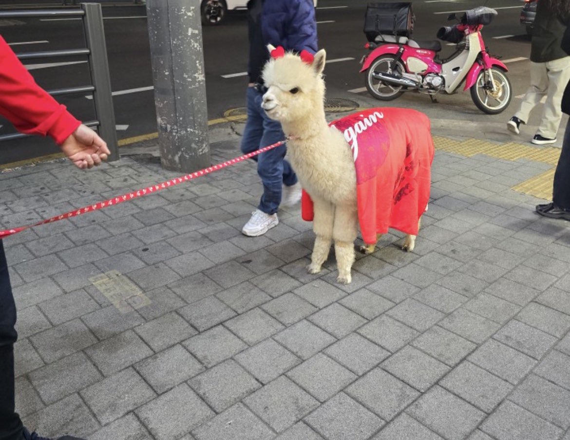 은평시스터즈 tweet media