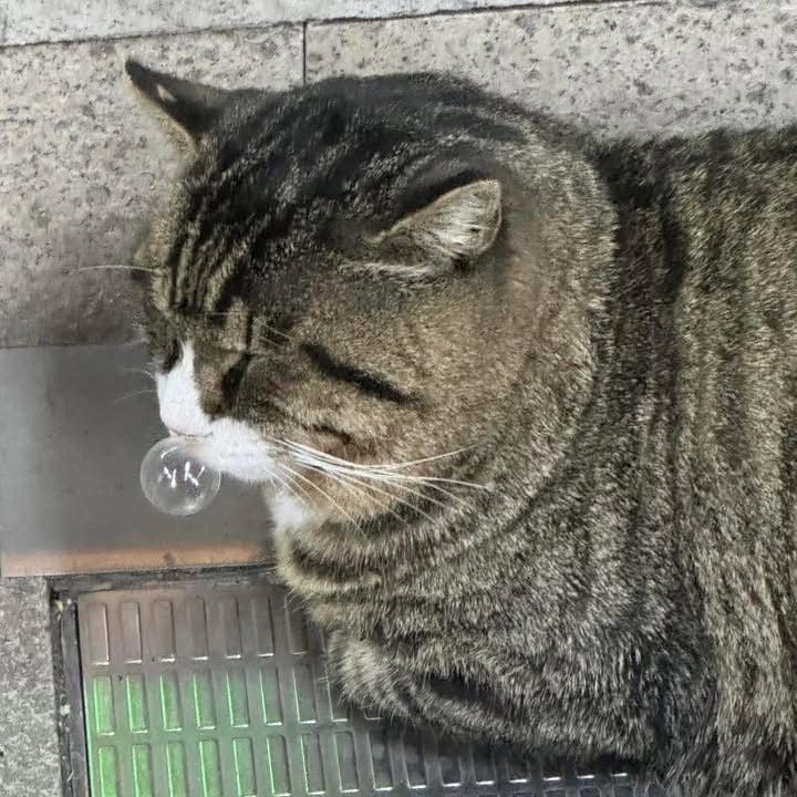 もふもふ動画 tweet media