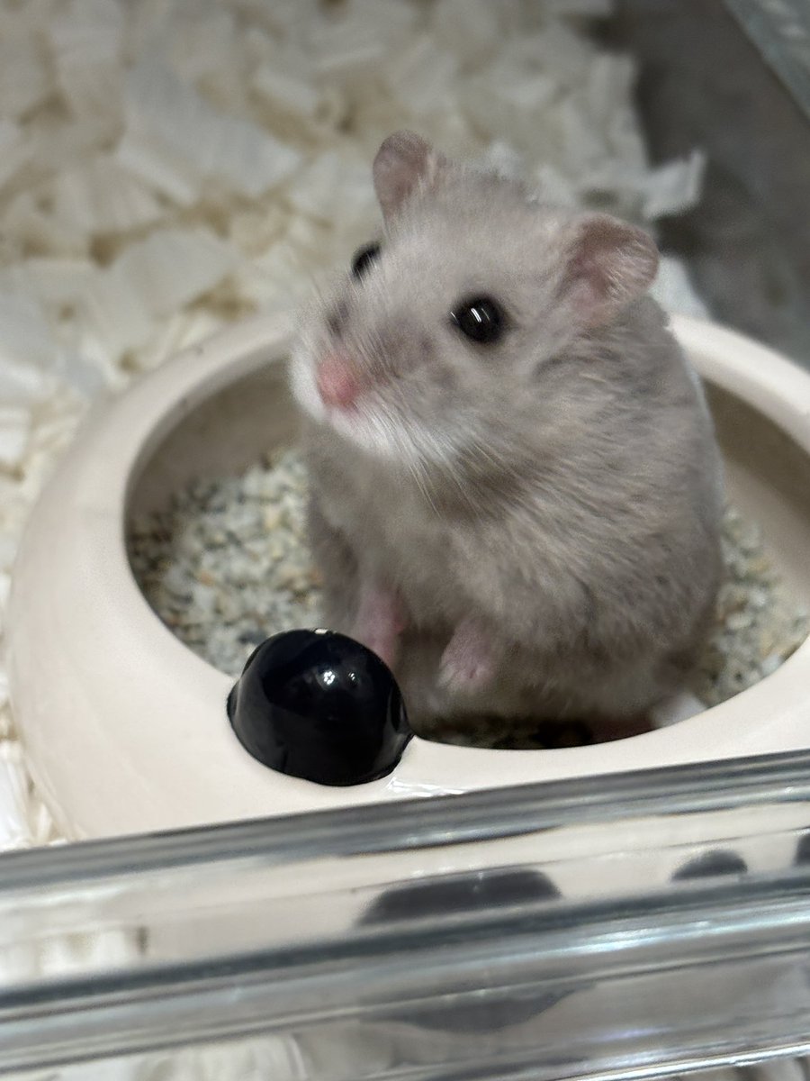 それいゆ tweet media