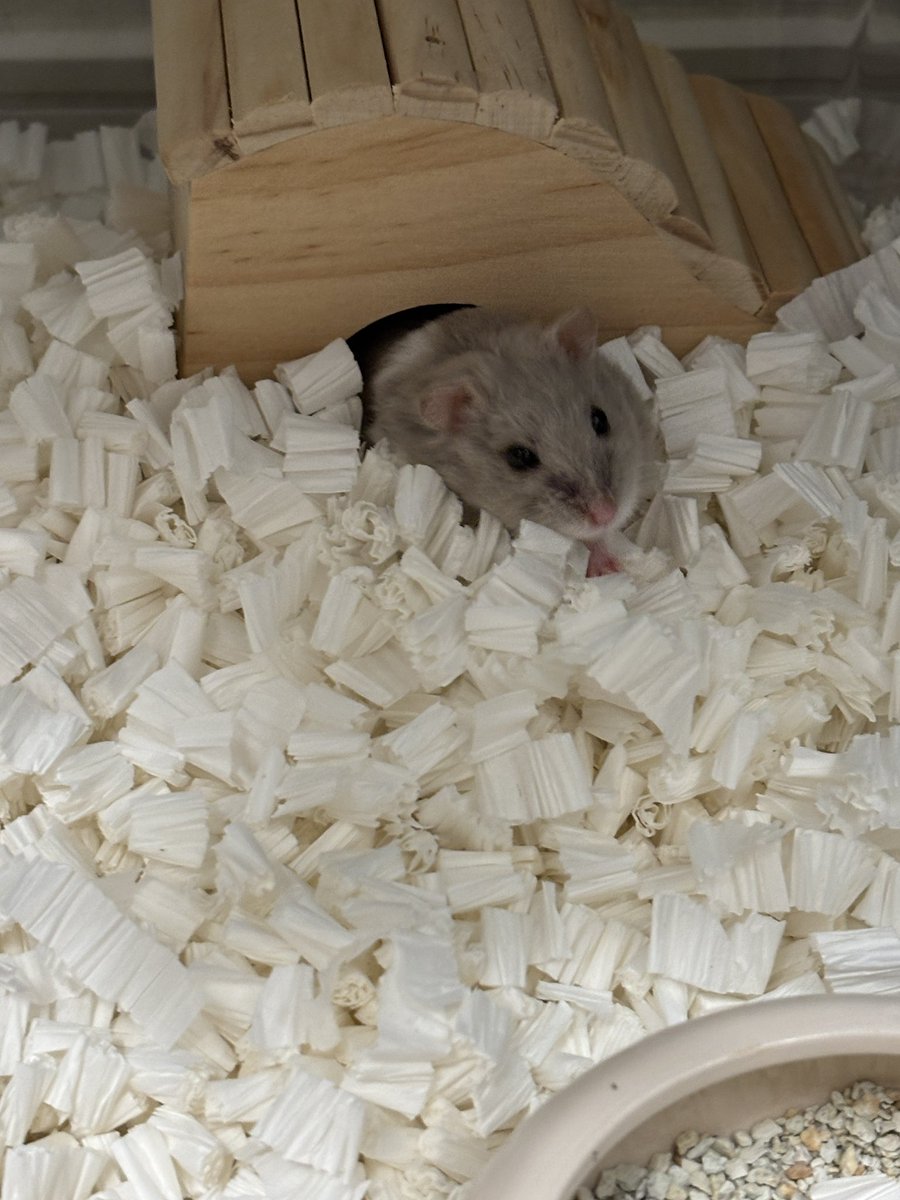 それいゆ tweet media