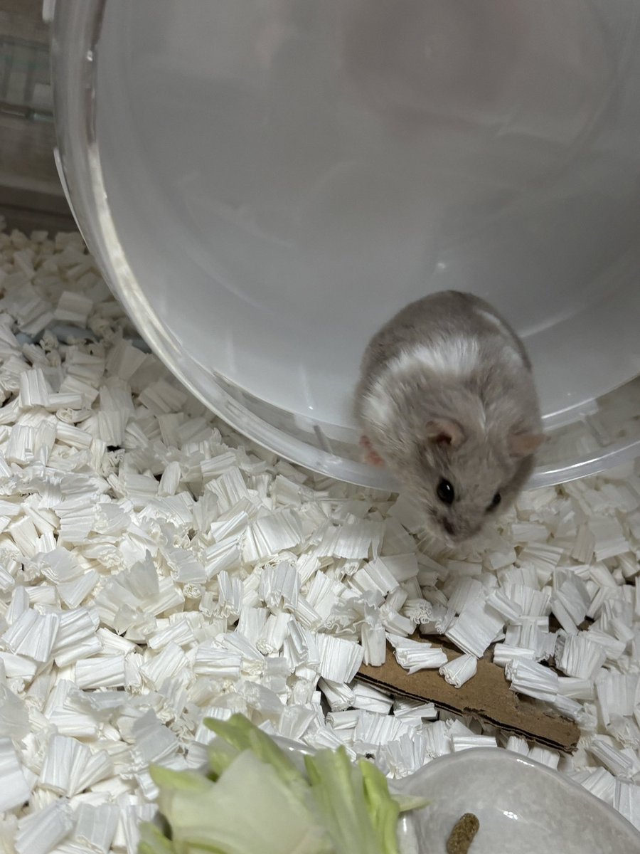 それいゆ tweet media