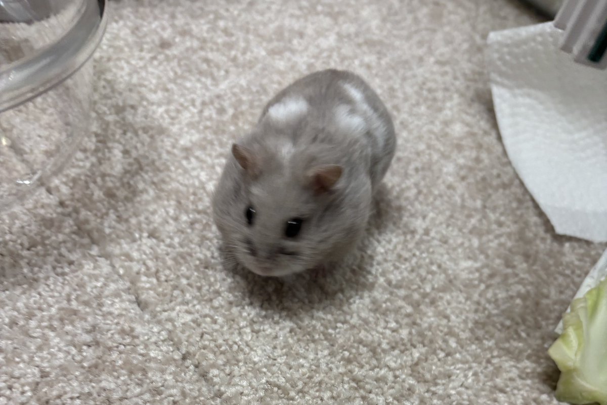 それいゆ tweet media