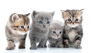 Johannesburg SPCA tweet media