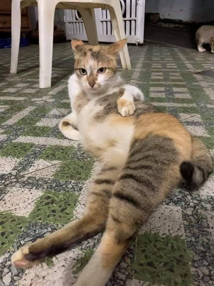 The Cats 𝕏 tweet media