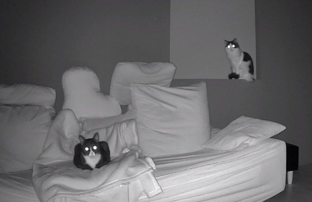 アンとミシェル Anne & Michelle tweet media