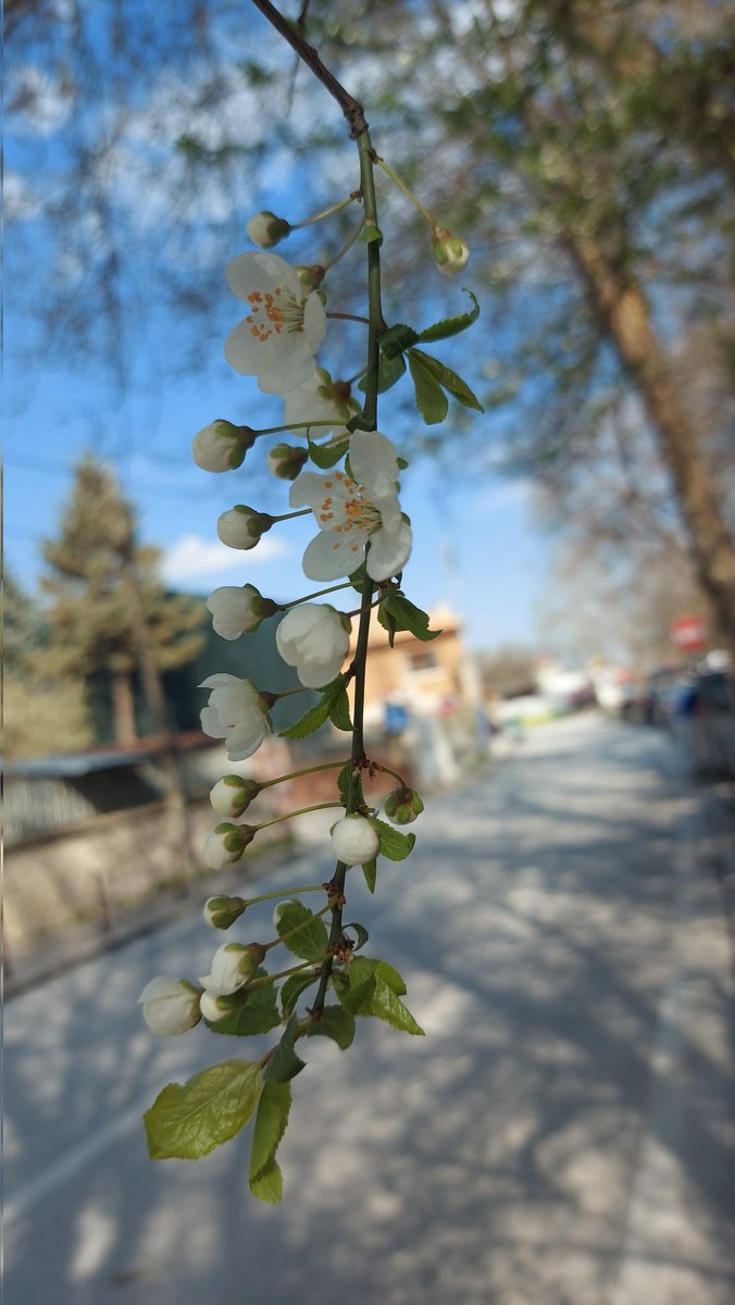 ÖZKAN ÇAM tweet media