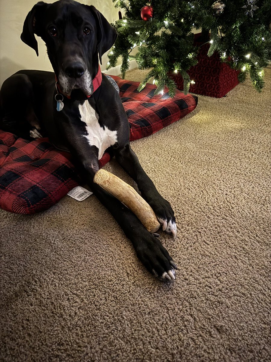 Woolley Mammoth tweet media