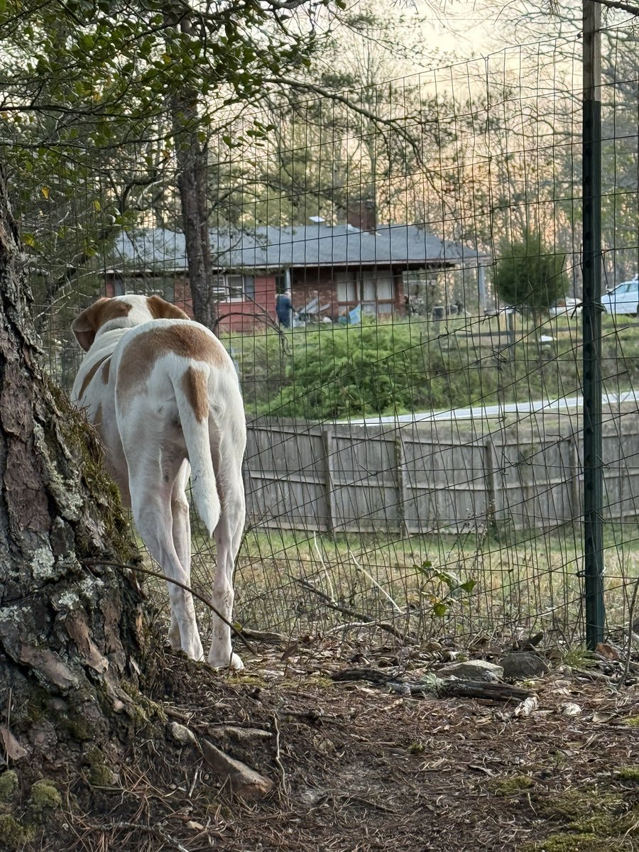 Pirate/Wings tweet media