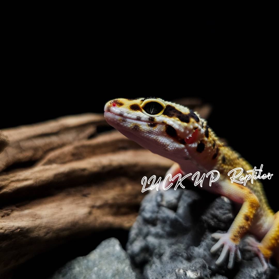 LUCK UP Reptiles🦎爬虫類ショップ🦎 tweet media