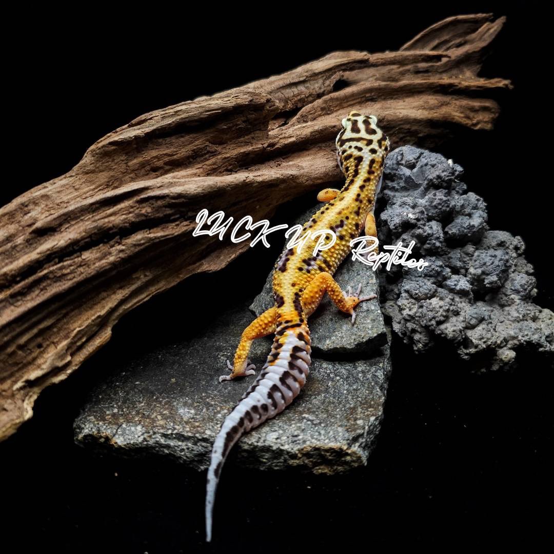 LUCK UP Reptiles🦎爬虫類ショップ🦎 tweet media