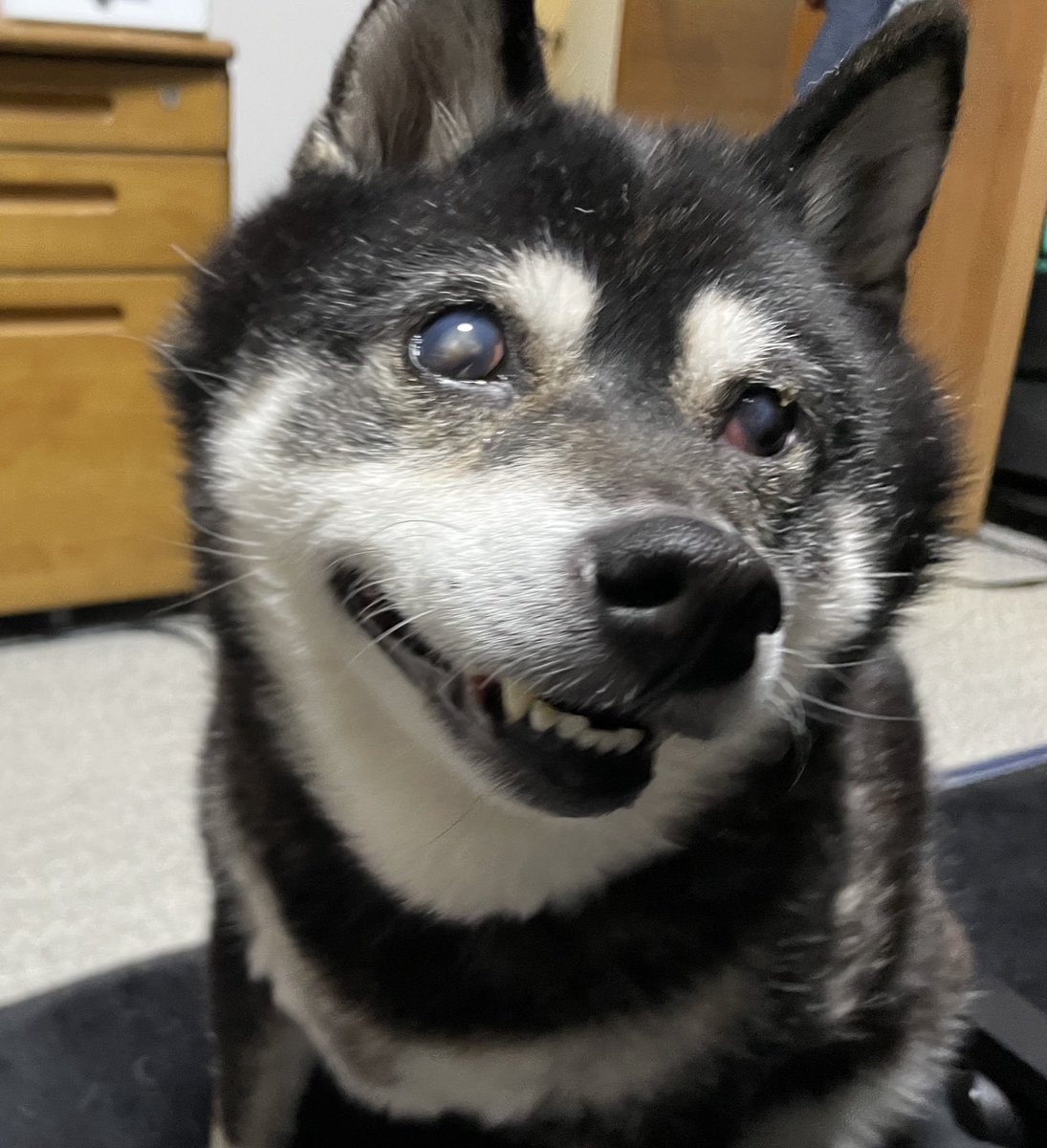 僕の友達に懐きまくるしニコニコ笑顔になっちゃう次女ワンワン 